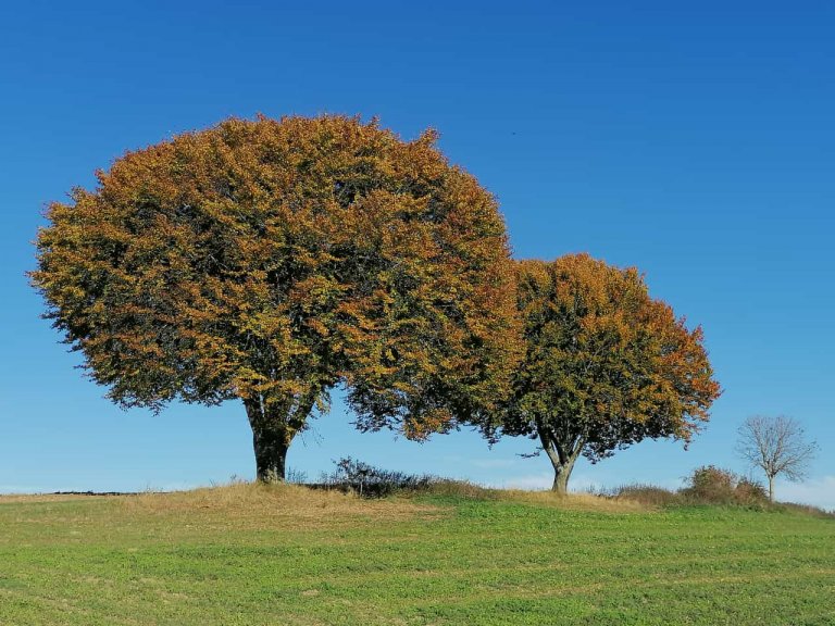 Zwei Bäume Sommer