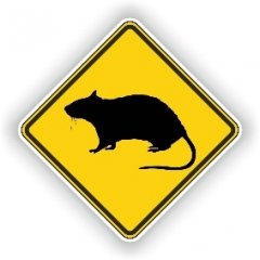 Ratten Ratten